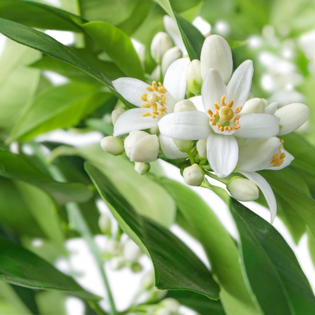 Fresh Orange Blossom – calm aroma
